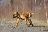 CANE CORSO 722